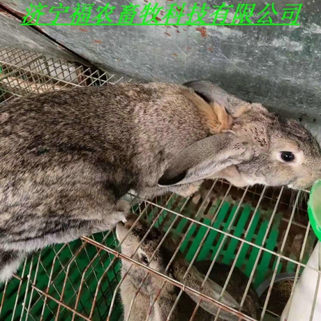 好饲养的肉兔品种 比利时兔适应能力强抗病力强
