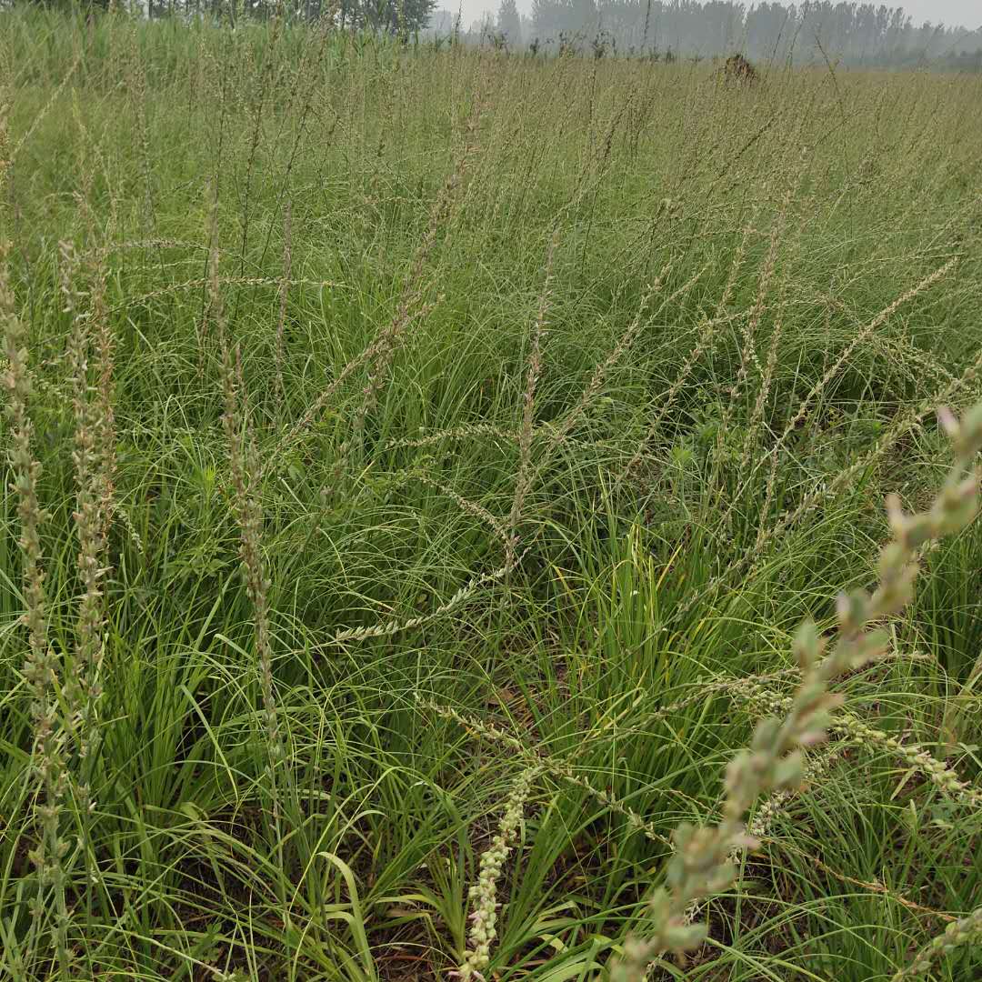 亳州知母苗知母苗子知母种苗知母秧苗知母幼苗