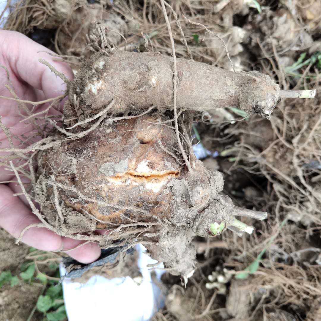 改良白术秧苗白术幼苗图片