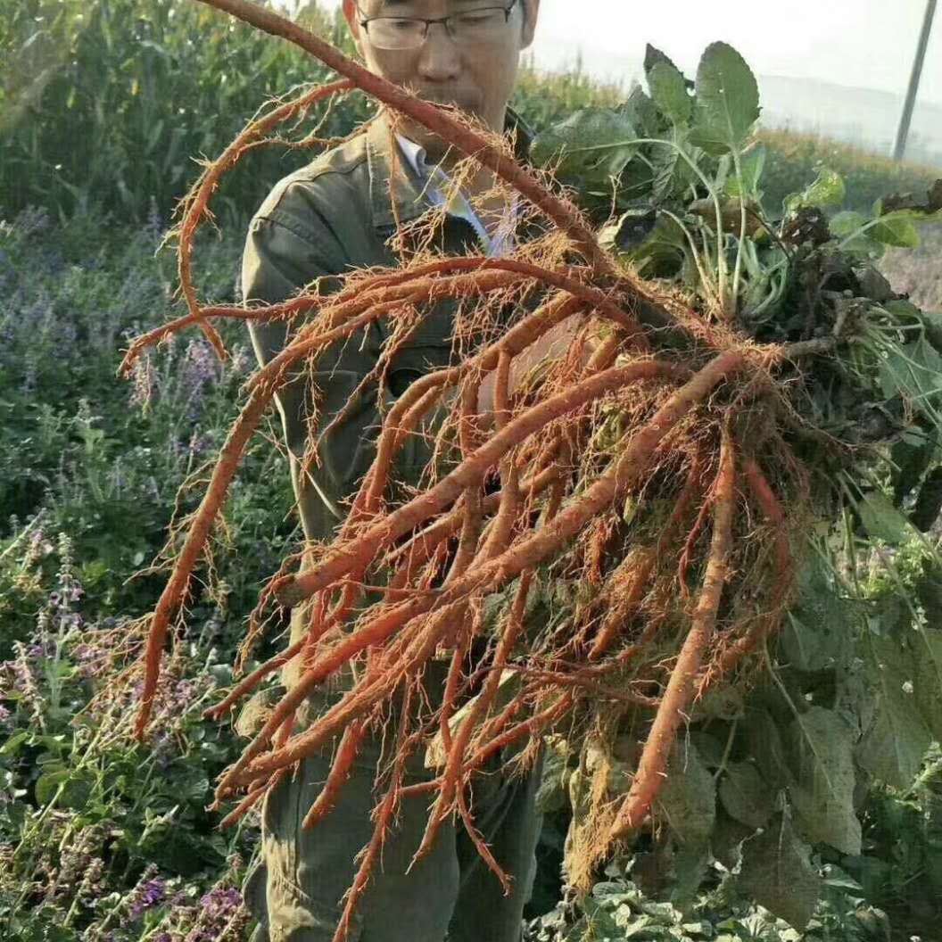 高产紫丹参芽段种植丹参幼苗处理方法