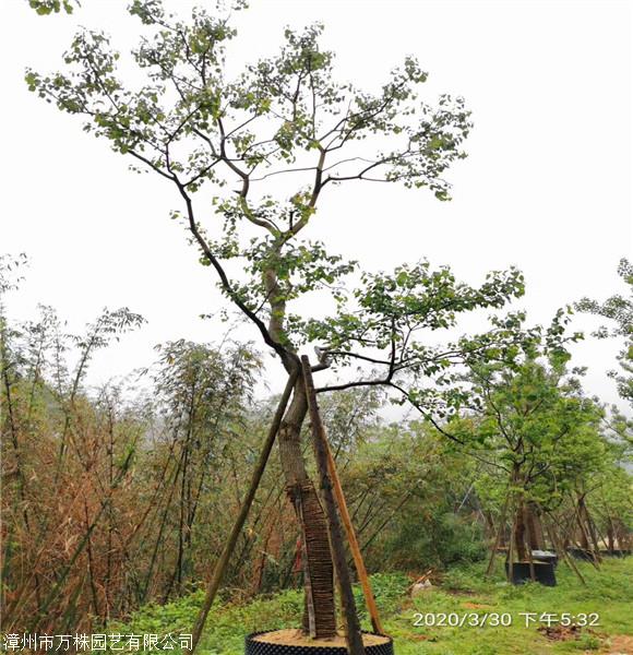 多杆乌桕树北京乌桕树价格基地直销一手货源