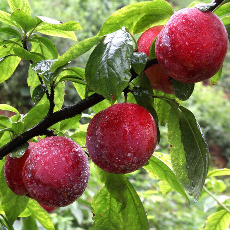 泰安北集坡果树苗基地  