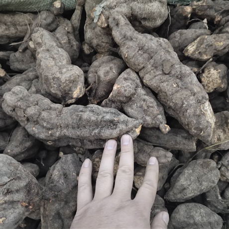 亳州何首烏芽子基地何首烏秧苗價格