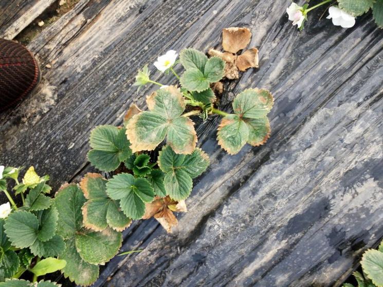 草莓冻害怎么解决用天达2116抗逆防冻剂效果好