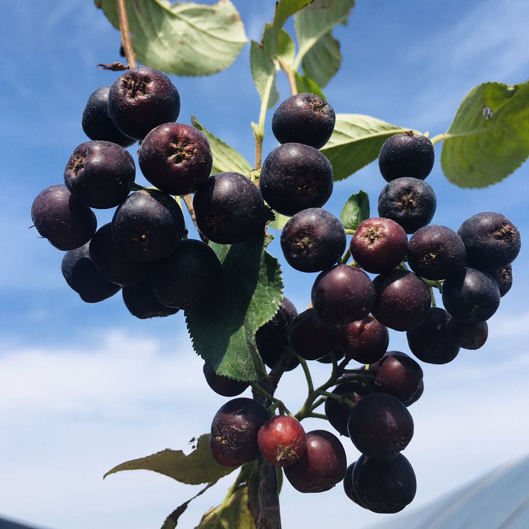 东北供应黑果花楸野樱莓不老莓大苗价格优惠