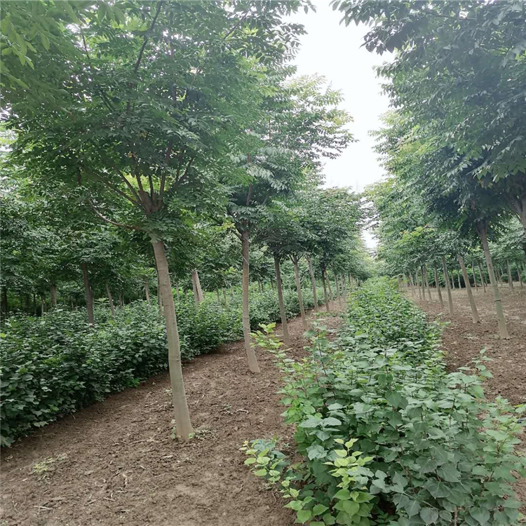 河南基地直销 枫杨树苗 工程苗枫杨 枫杨厂家批发