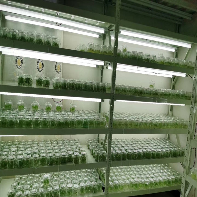 济南格艾特仪器设备有限公司 产品展厅>全光谱灯组培架 植物生长培养