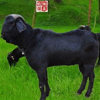 养羊，降本增效，减少饲料资源的浪费