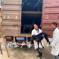 养殖黑山羊要注意哪些问题  养黑山羊，新手要知道的两件事