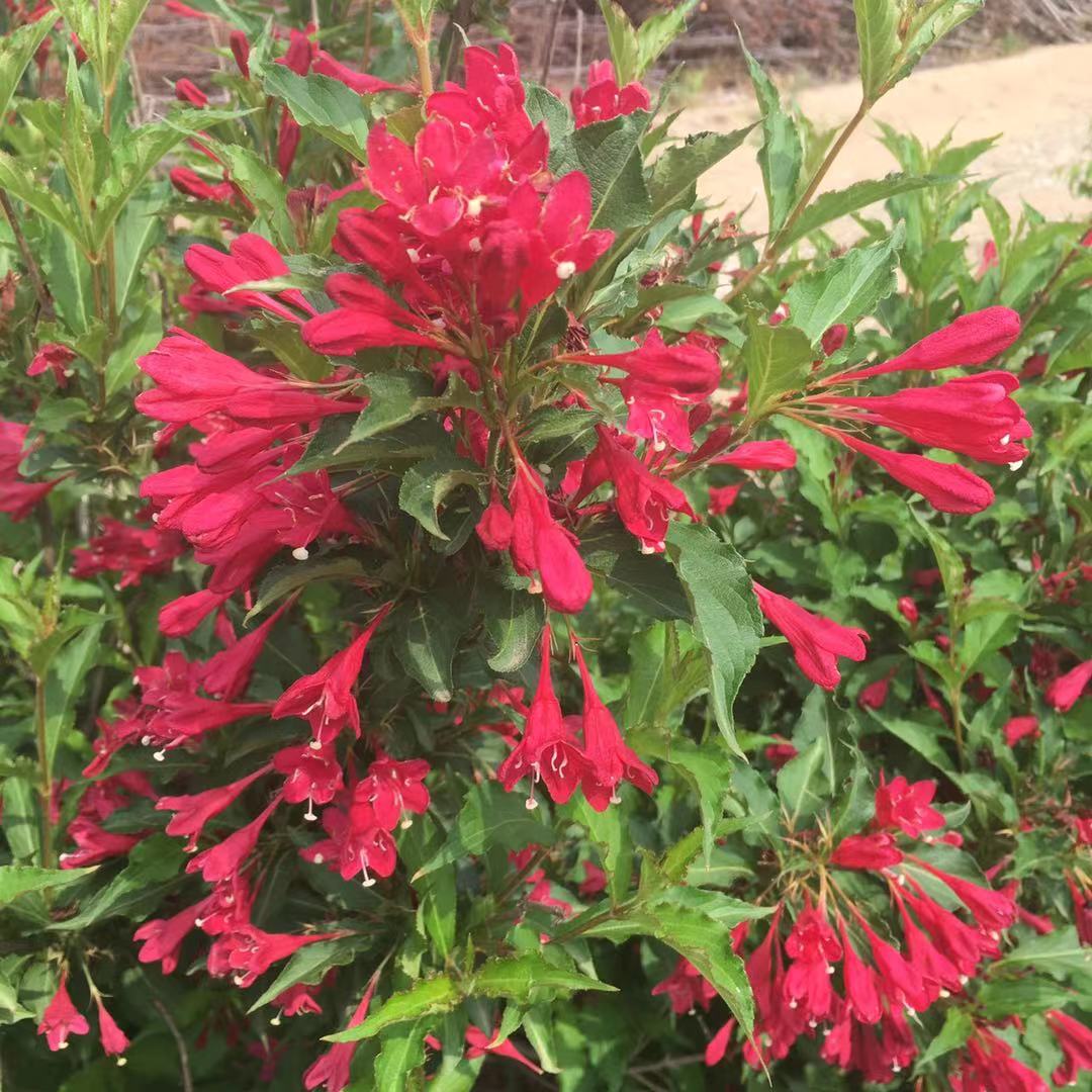 东北辽宁丛生红瑞木艳福莱木种子价格优惠