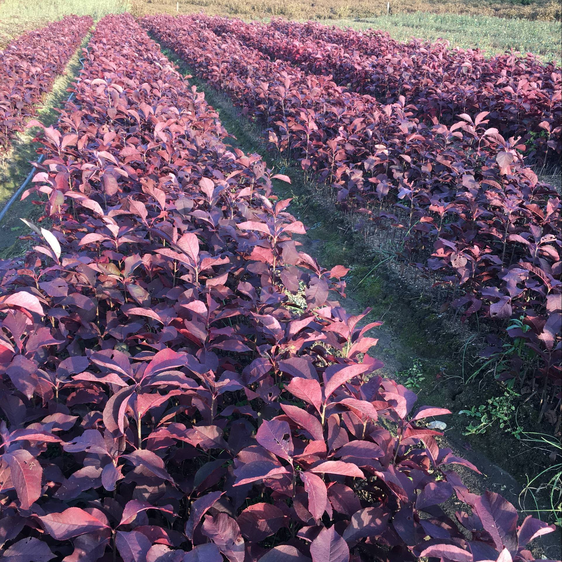 红叶李紫叶李密枝红叶李价格合理