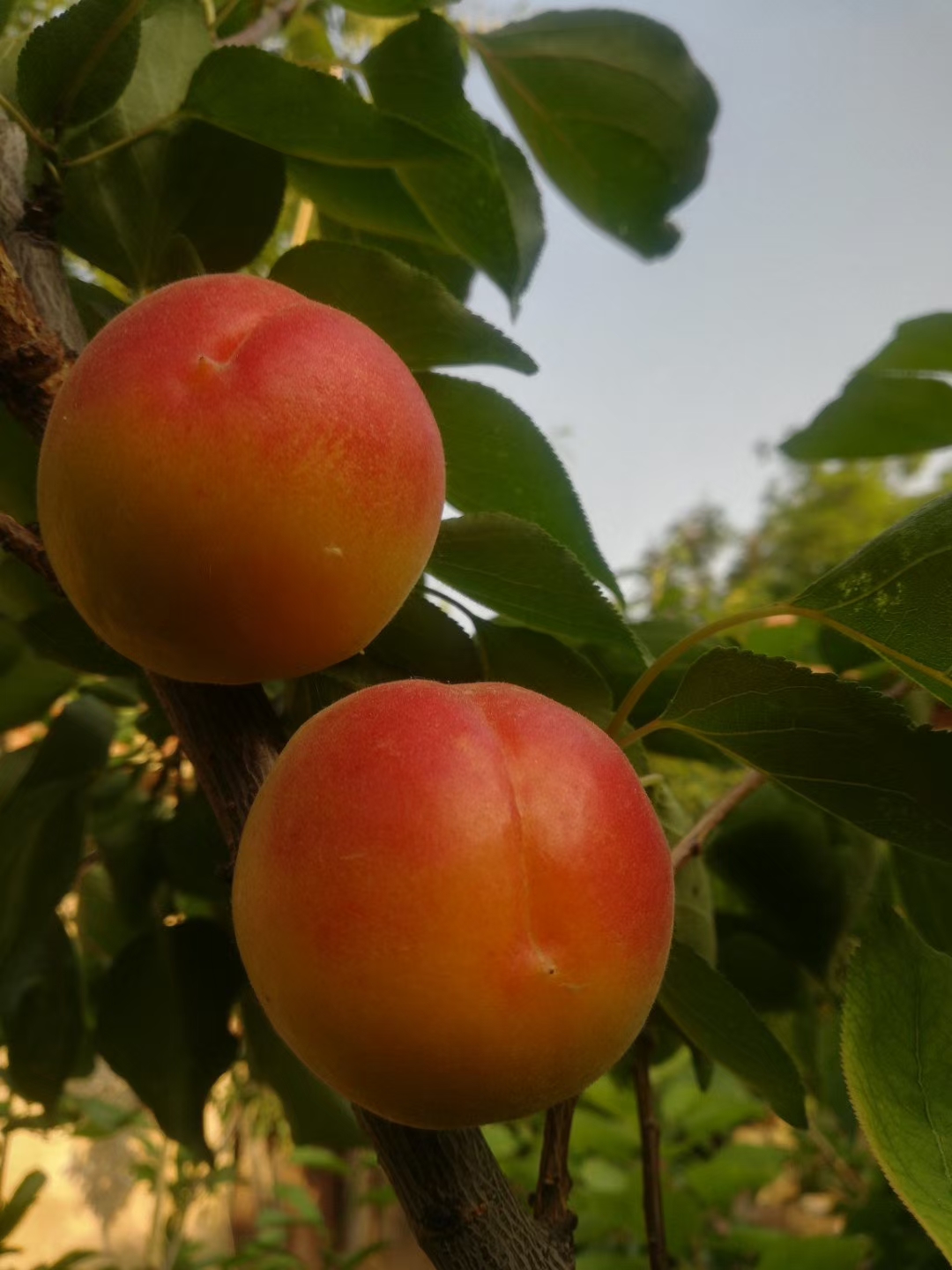 巨蜜王杏树苗价格  巨蜜王杏树苗介绍