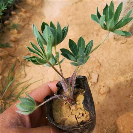 出售羽扇豆青海羽扇豆杯苗花海品种花海设计
