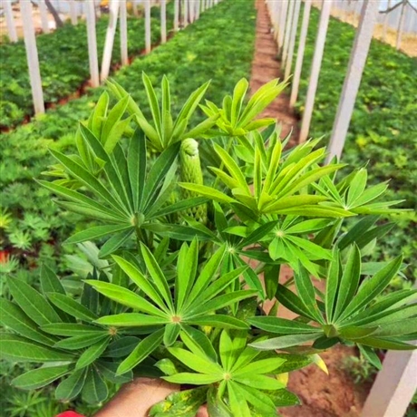 出售羽扇豆青海羽扇豆杯苗花海品种花海设计