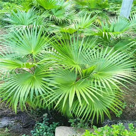 白雪木盆栽河北白雪木袋苗自家基地优质供应