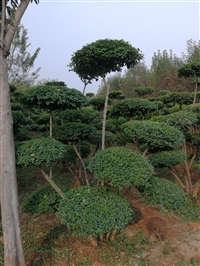 河南小叶女贞造型树价格行情