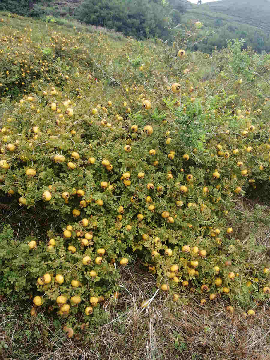 刺梨果贵州刺梨鲜果批发基地