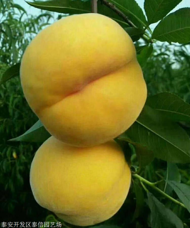 黄金蜜4号桃树苗 黄金蜜4号桃树苗技术指导