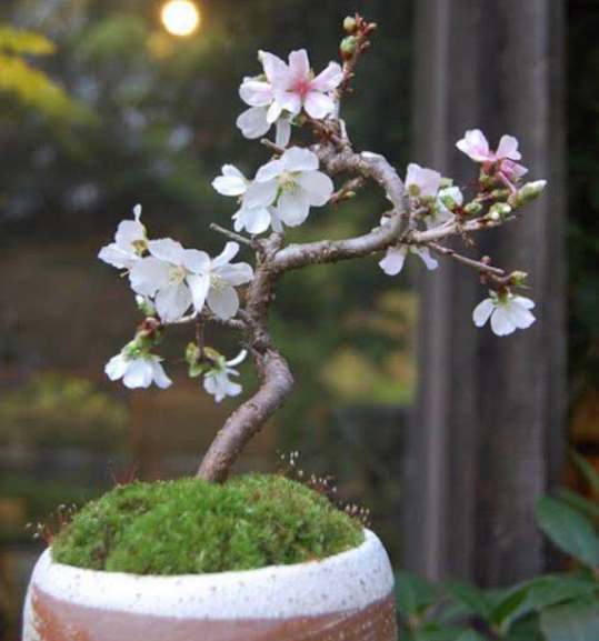 搜了网为您找到2200条象米飘香的相关产品信息