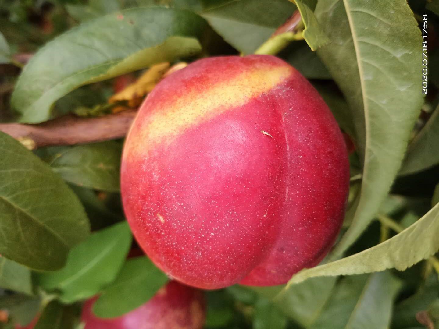 晚熟油桃新品种,黄肉油桃