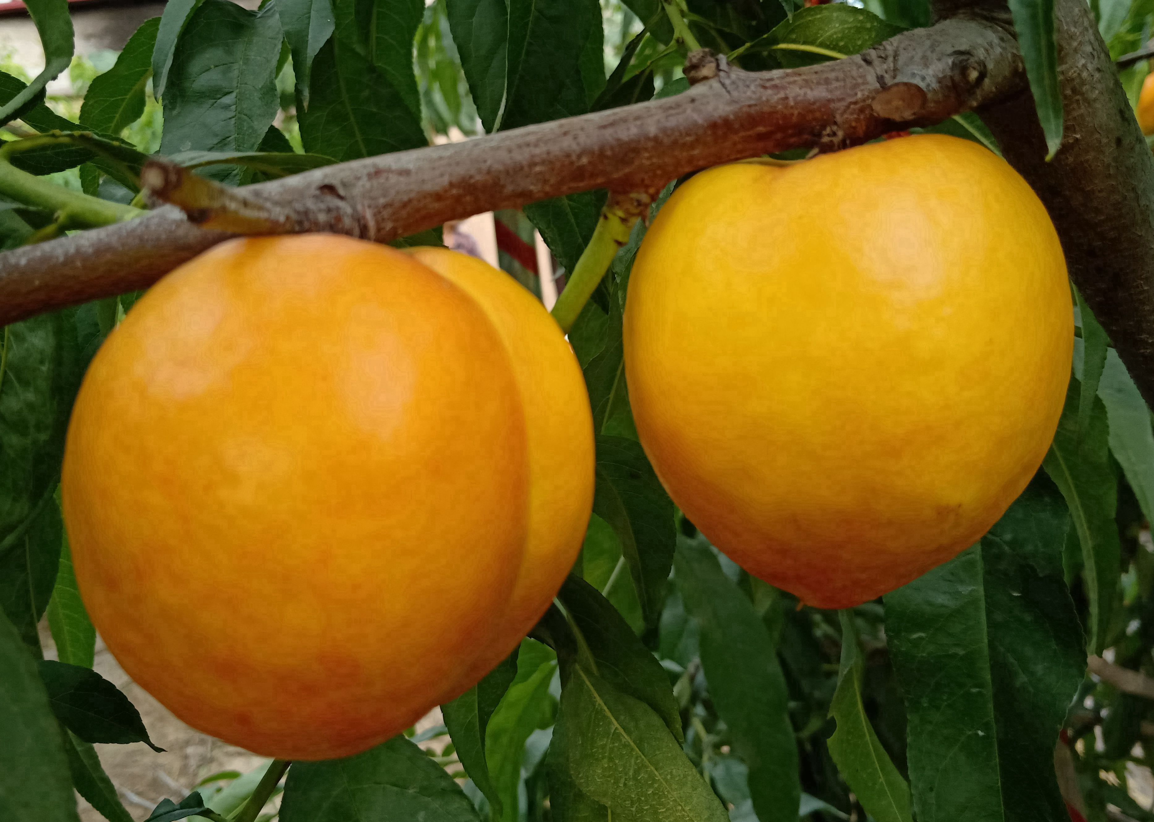 大果形黄肉晚熟油蟠桃新品种