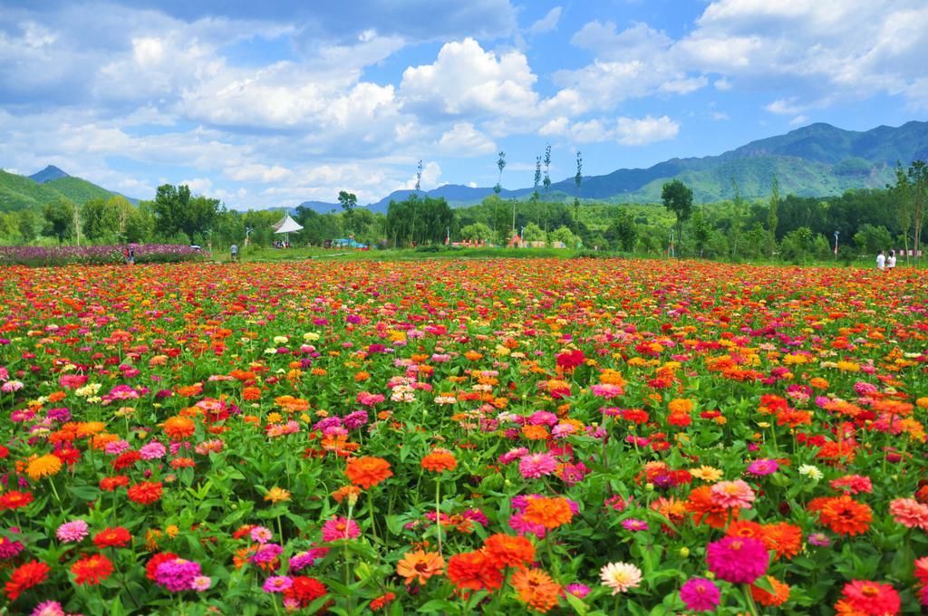 超矮杆的野花组合品种有哪些