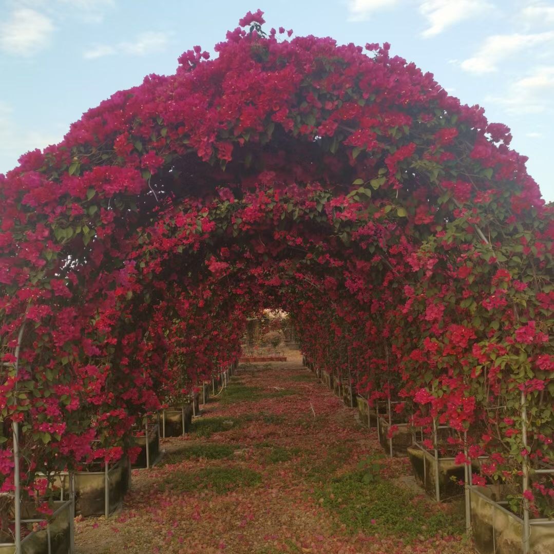 常年供应三角梅 拱门造型三角梅价格 水红三角梅报价 福建基地批