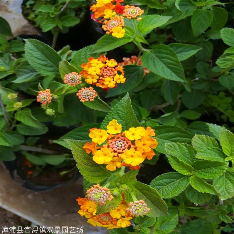 五色梅小苗河北精品五色梅盆苗园林绿化景观优质供应