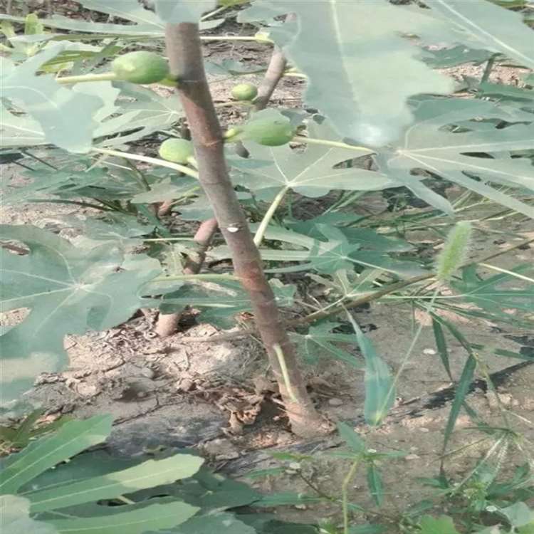 优惠品种无花果苗 波姬红无花果树苗 种植时间