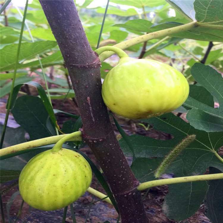 优惠品种无花果苗 波姬红无花果树苗 种植时间