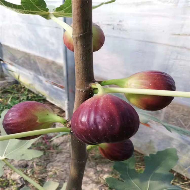 成活率无花果苗 土耳其无花果品种介绍 抗旱抗寒