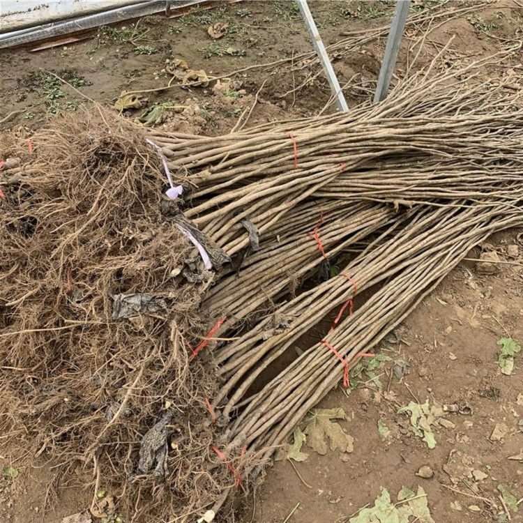 盆栽无花果苗 土耳其无花果品种介绍 种植方法