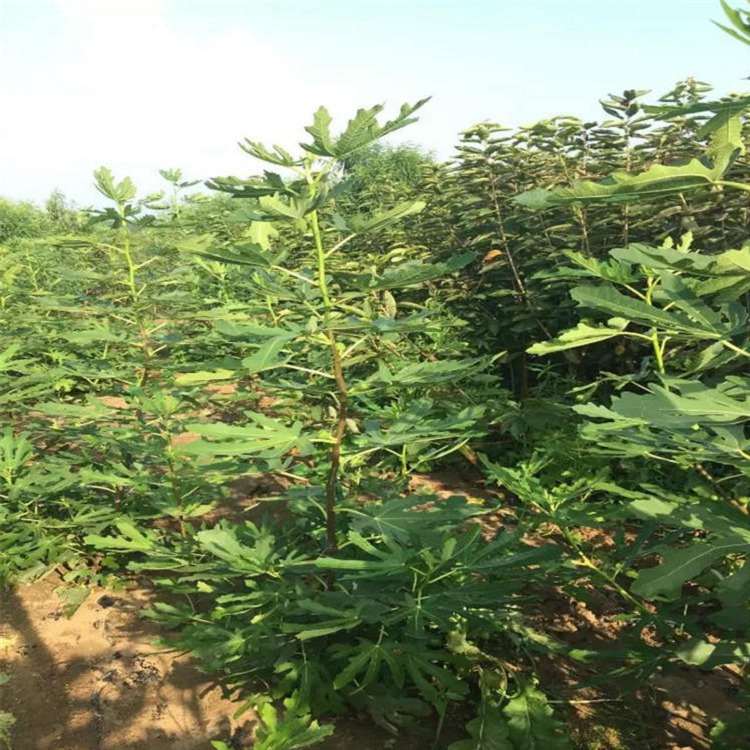 优惠品种无花果苗 波姬红无花果树苗 种植时间