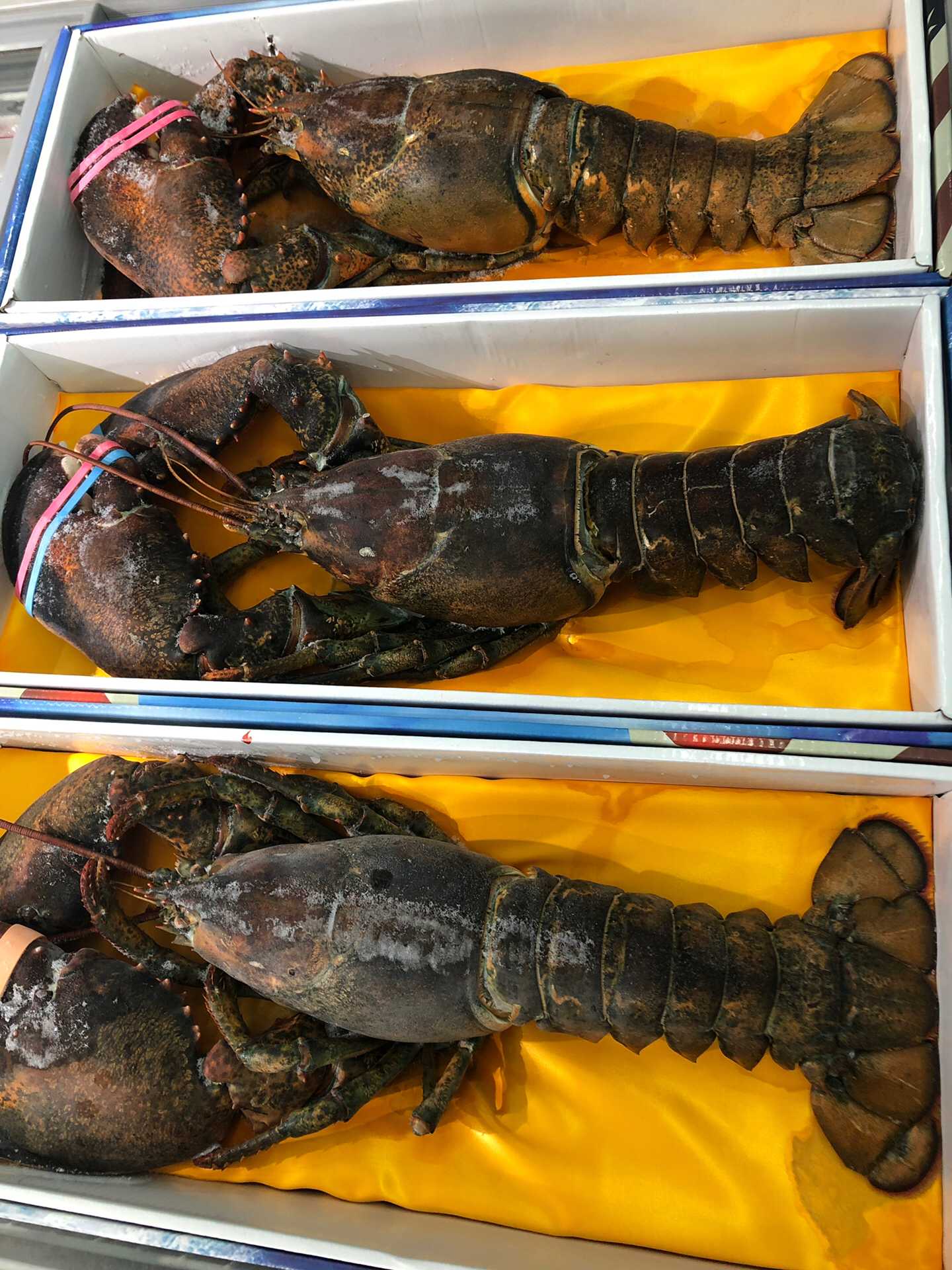 波士顿龙虾鲜活大龙虾特大波士顿龙虾冷冻虾类大虾波龙大龙虾