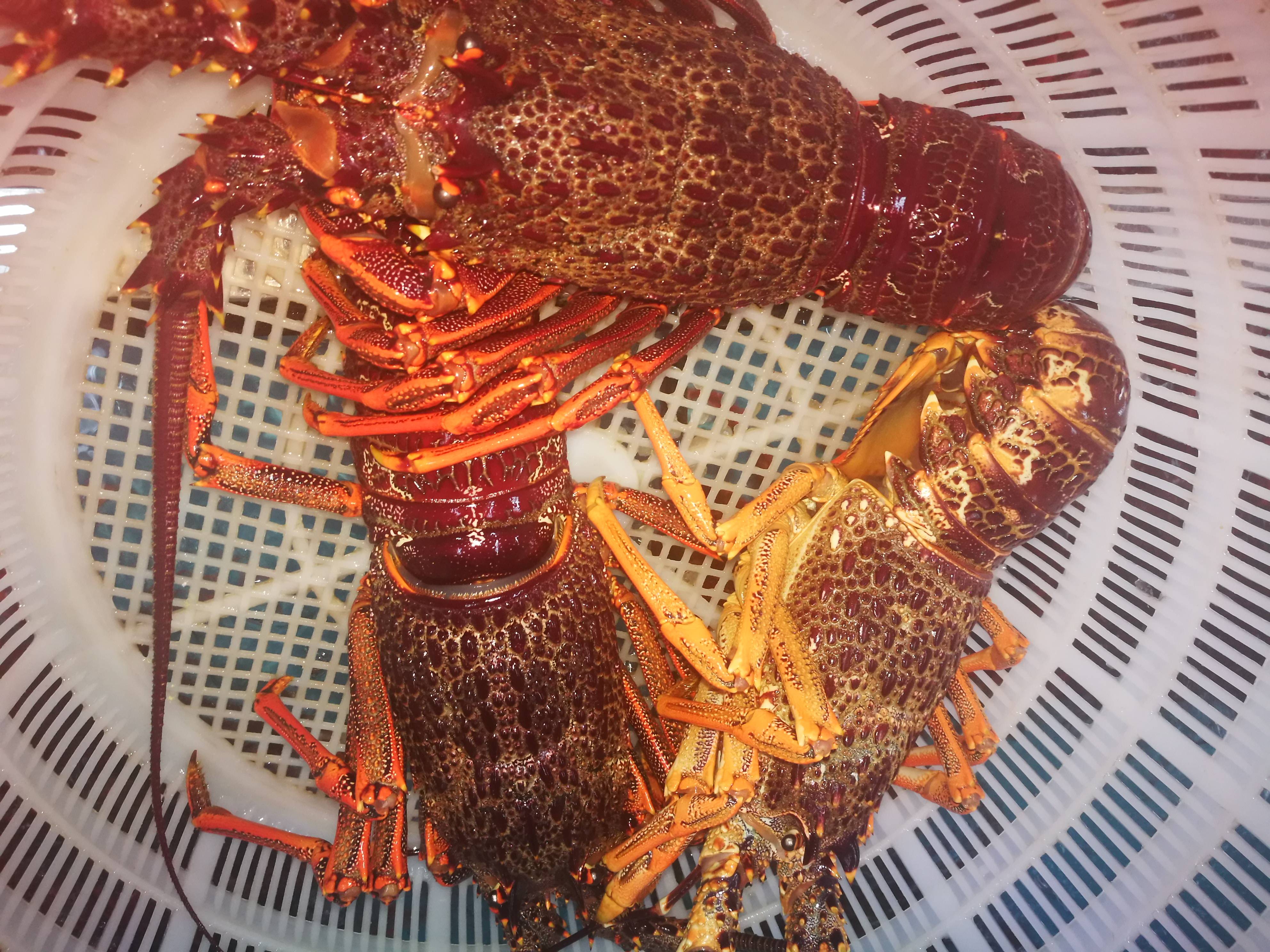 澳洲大龙虾真实图片