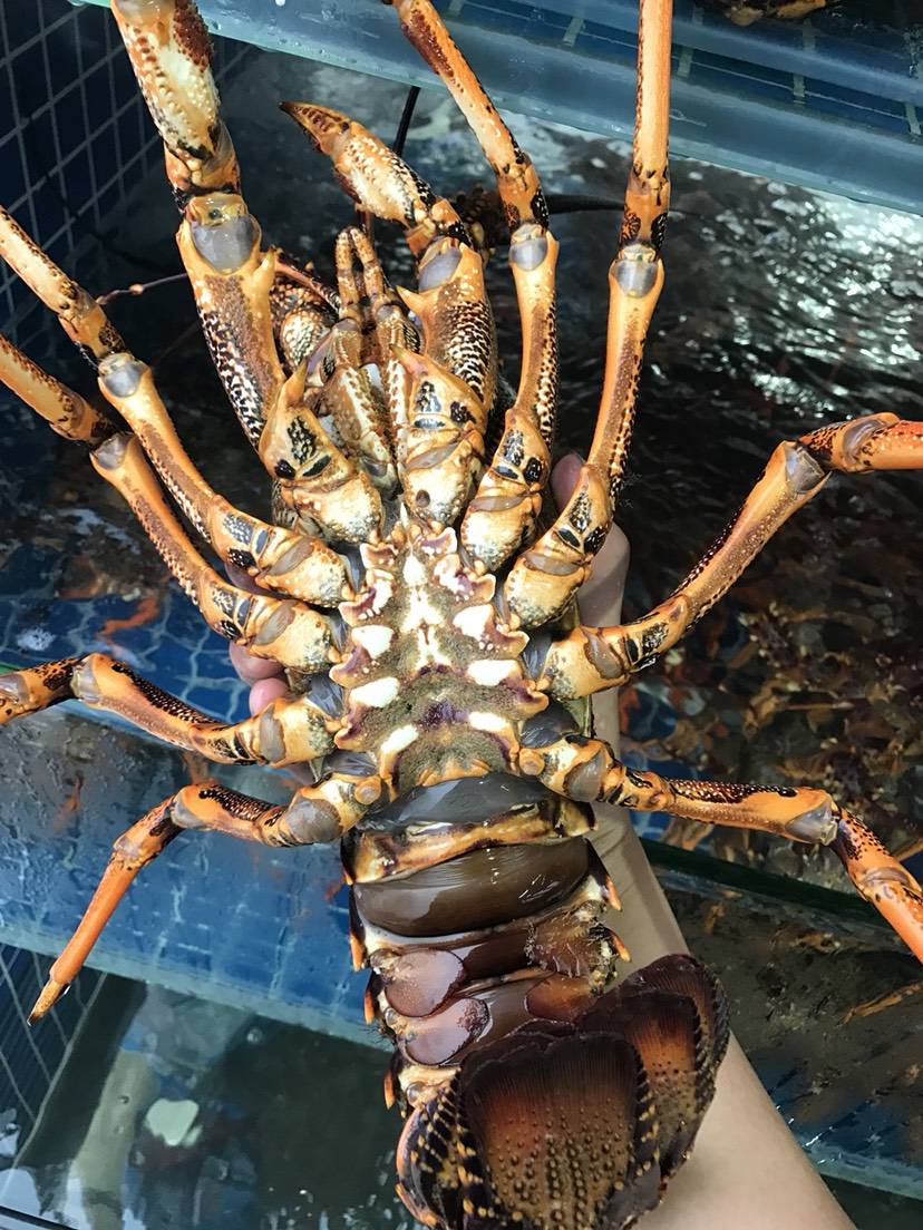 澳洲大龙虾真实图片