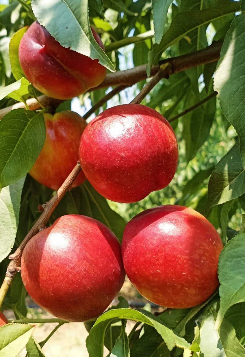 品牌其他品种极早熟桃用途产果油桃品种超早红油桃:5月25日即可成熟