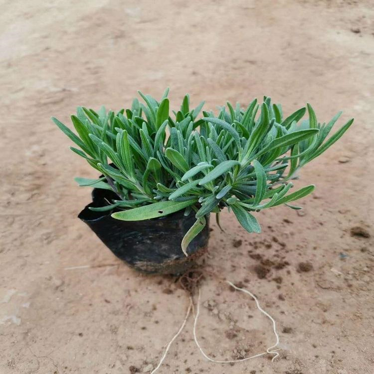 薰衣草苗 宿根草花 薰衣草苗花海 友胜花卉基地