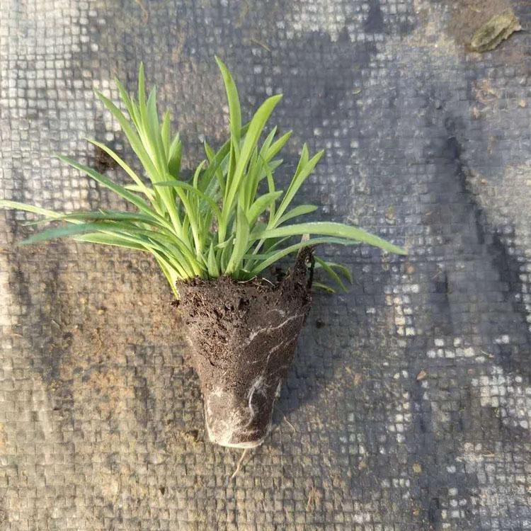 欧石竹穴盘苗 根系茂盛 友胜花卉 欧石竹穴盘苗 草花基地