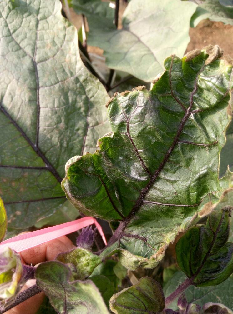 茄子冻害的症状表现提前预防用天达2116