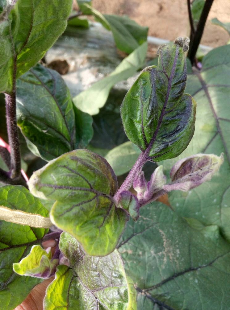 茄子冻害的症状表现,提前预防茄子冻害,茄子发生冻害怎么办