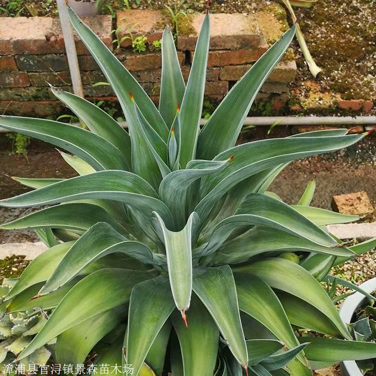 龙舌兰容器苗 云南银边龙舌兰 龙舌兰科多肉植物仙人掌-搜了网