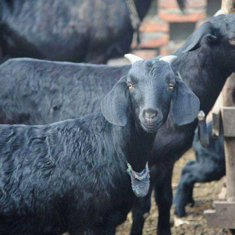 黑山羊养殖技术 免费运输努比亚黑山羊 自由选购