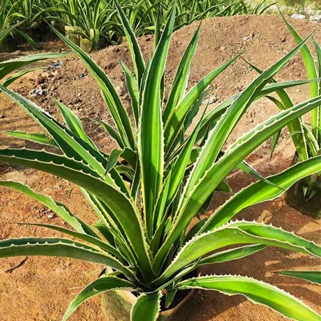 大叶红草小苗 福建大叶红草价格 规格全 基地直销