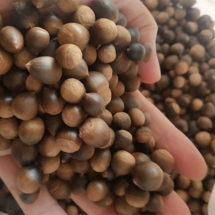 产地现采红椎种子供应 优质锥栗种子批发价格