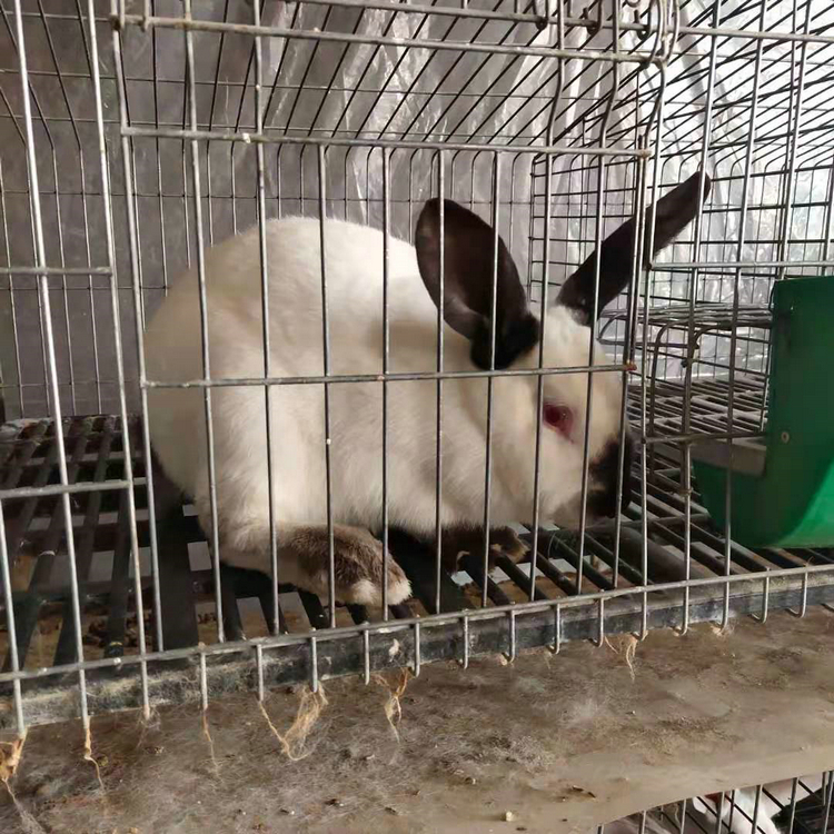 农村种植养殖最暴利的赚钱宝博体育- 宝博体育官网- 宝博体育APP下载 BaoBoSports项目