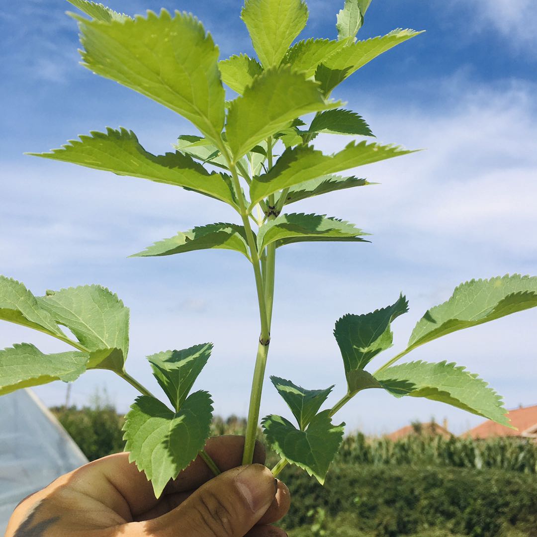 东北辽宁接骨木金叶接骨木大苗小苗规格齐全