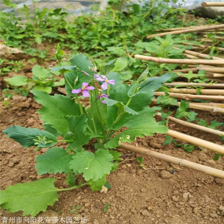 二月兰盆栽苗青州二月兰价格基地种植量大优惠