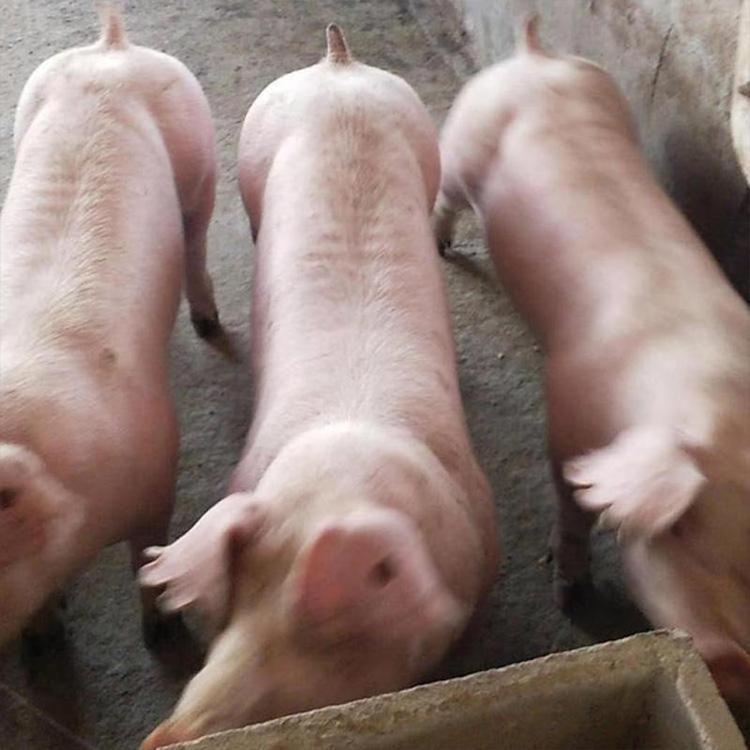 供应活苗长白猪活苗长白猪活体长白猪企业认证