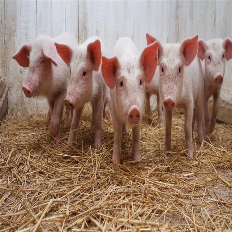 供应活苗长白猪活苗长白猪活体长白猪供应商